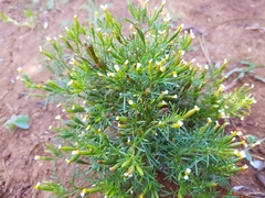 Tagetes filifolia
