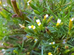 Tagetes filifolia