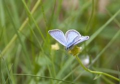 Polyommatus amandus