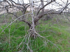 Elaeagnus angustifolia