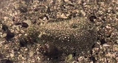 Dolabrifera nicaraguana