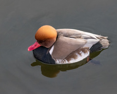 Netta rufina
