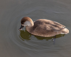 Netta rufina