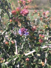 Ceanothus foliosus foliosus