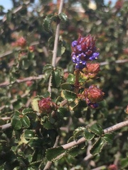Ceanothus foliosus foliosus