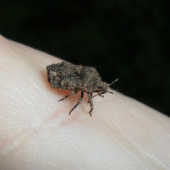 Cyrtocoris