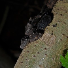 Cyrtocoris