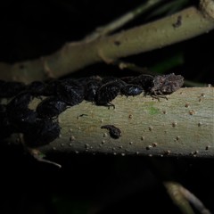 Cyrtocoris