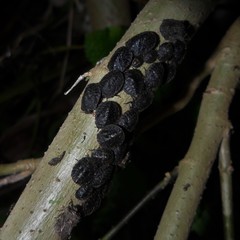 Cyrtocoris