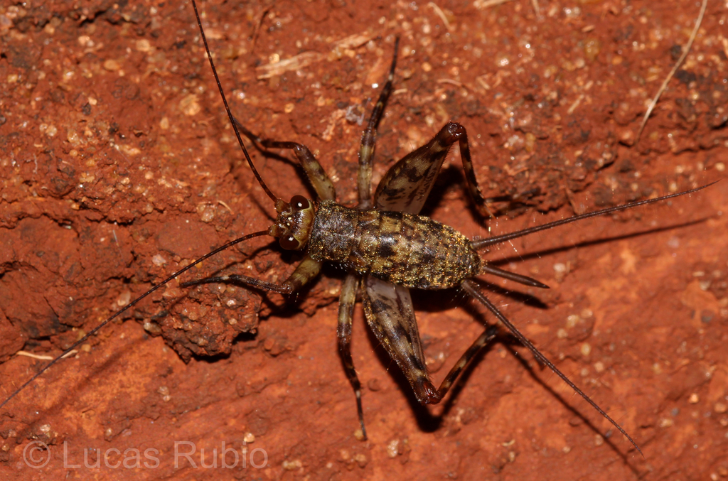 Ubiquepuella telytokous