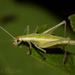 Tree Crickets and Allies - Photo (c) Lucas Rubio, some rights reserved (CC BY), uploaded by Lucas Rubio