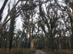 Eucalyptus racemosa