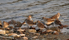 Calidris fuscicollis