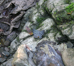 Riodinidae