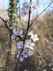 Prunus