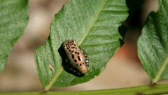 Osteocephalus mimeticus