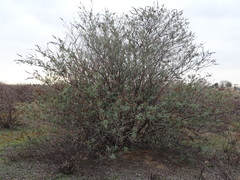 Buddleja davidii
