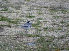 Motacilla alba