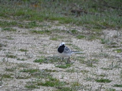 Motacilla alba