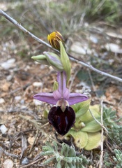 Ophrys ferrum-equinum