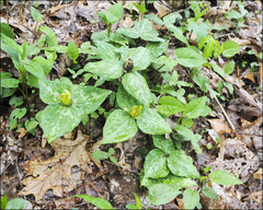 Trillium cuneatum