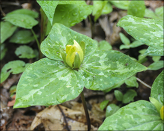 Trillium cuneatum