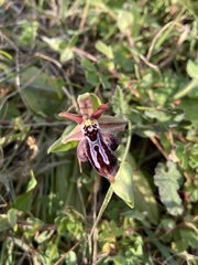 Ophrys cretica