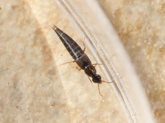 Raphirus