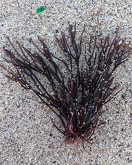 Furcellaria lumbricalis