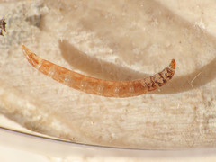 Anisopodidae