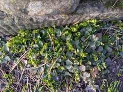 Lysimachia nummularia