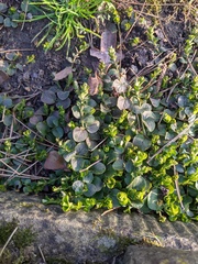 Lysimachia nummularia