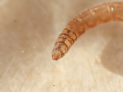 Anisopodidae