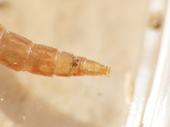 Anisopodidae