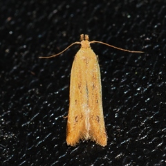 Mesophleps adustipennis