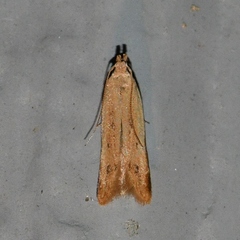 Mesophleps adustipennis