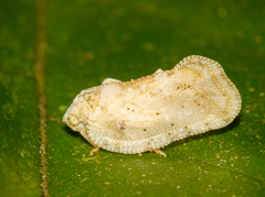 Nogodinidae
