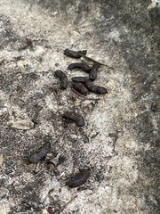 Pseudocheirus peregrinus