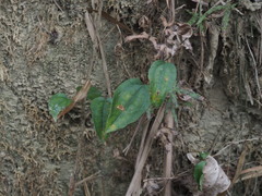 Smilax bracteata