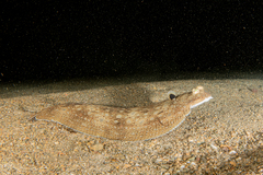 Synapturichthys kleinii