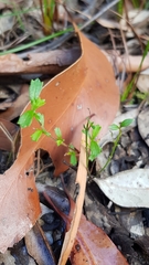 Xanthosia tridentata