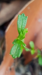 Xanthosia tridentata