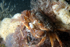 Liocarcinus navigator