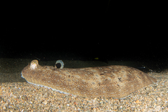 Synapturichthys kleinii