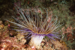 Cerianthus membranaceus