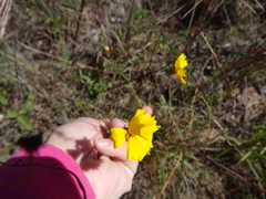 Thelesperma flavodiscum