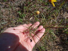 Thelesperma flavodiscum