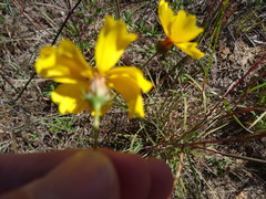 Thelesperma flavodiscum