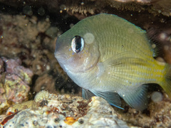 Brighteye Damselfish photo 4