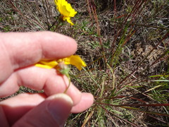 Thelesperma flavodiscum